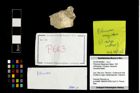 Foto (Objekt + Etikett) von Pithonoton Marginatum (Meyer, 1842)  (NHMW-GEO-2014-0194-0663)